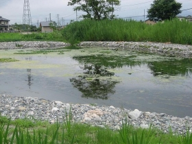 沼公園みんなの池